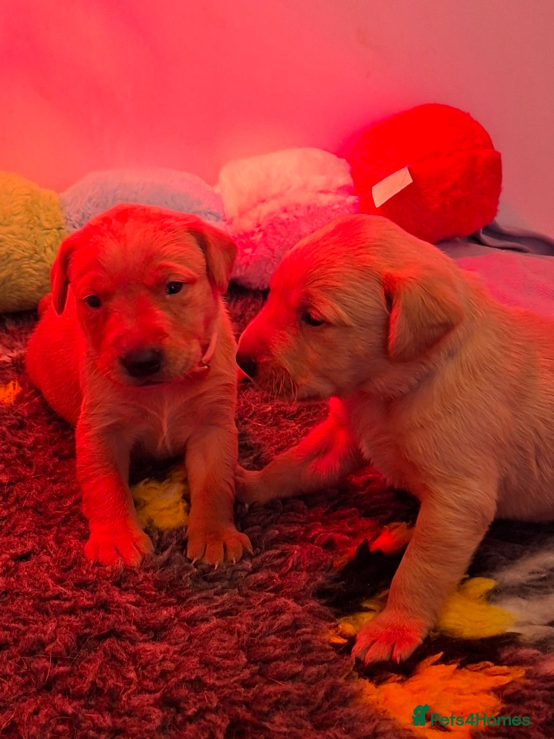 Labrador Retriever dogs for sale: Labrador Retriever litter - Advert 8