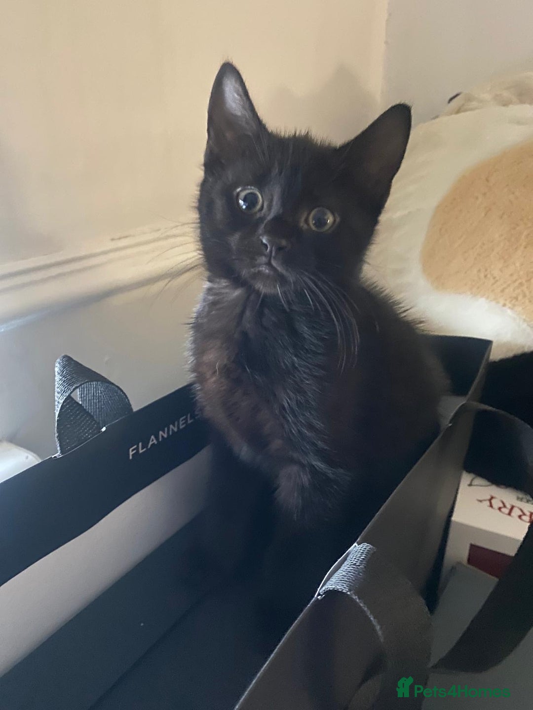 Mixed Breed cats for sale: 2 male 1 female black kitten for sale ready nov1st - Image 11