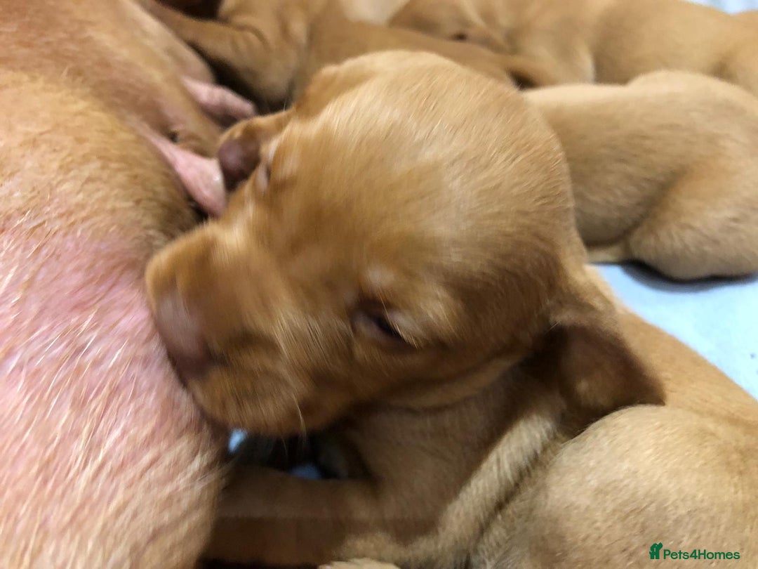 Hungarian Vizsla dogs for sale: Playfull and cheeky hungarian vizsla puppies  - Advert 9