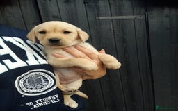 Labrador Retriever dogs for sale: KC Registered Labrador pups  - Image 4