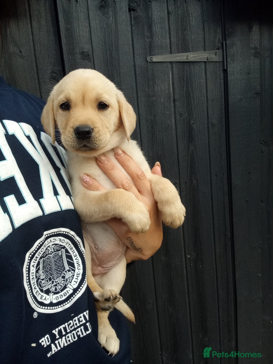 Labrador Retriever dogs for sale: KC Registered Labrador pups  - Image 4