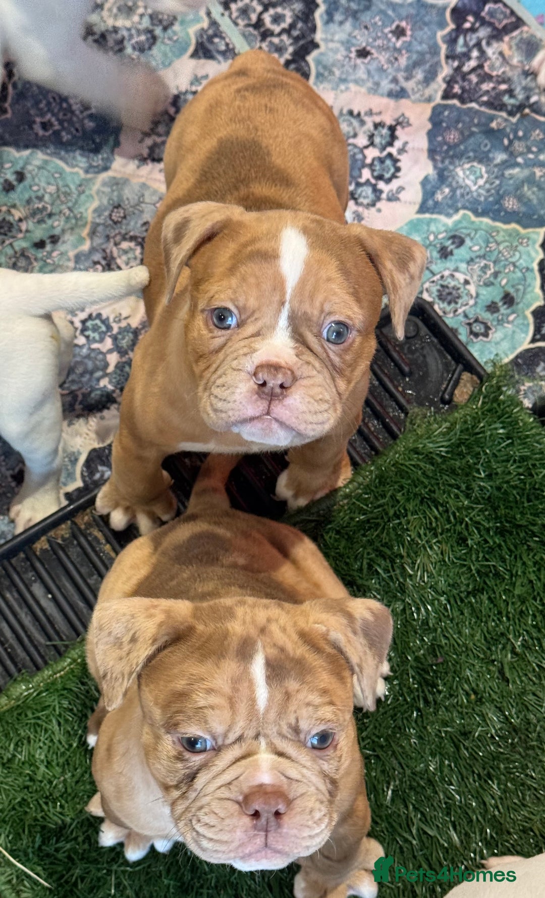 Olde English Bulldogge dogs for sale: (Reduced) Olde English Bulldogges puppies  - Advert 17