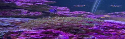 Other/Mixed Breed fish for sale: Marine fish, corals and equiptment for sale - Advert 10
