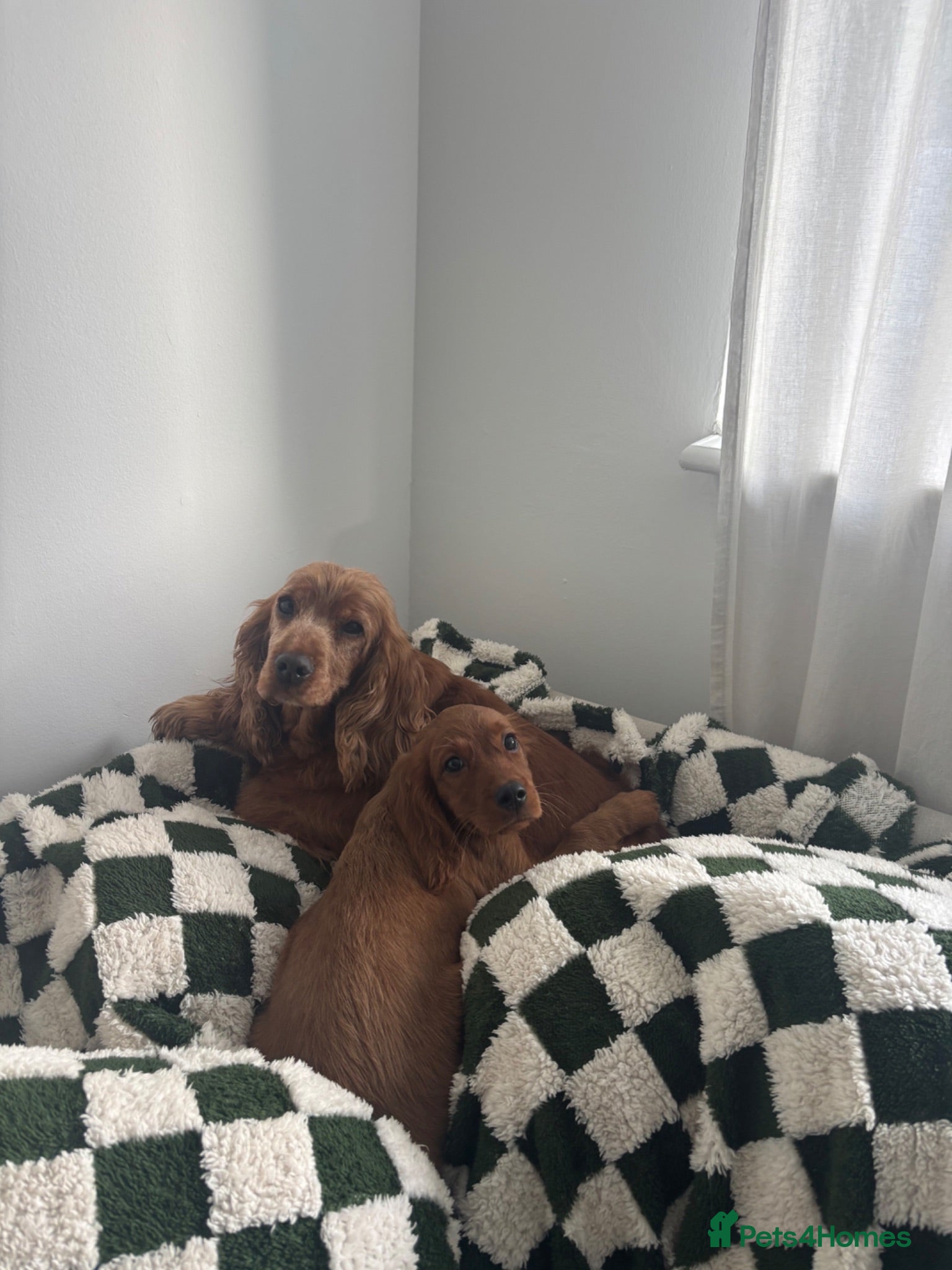 Cocker Spaniel dogs Cocker spaniel puppies  - Advert 7