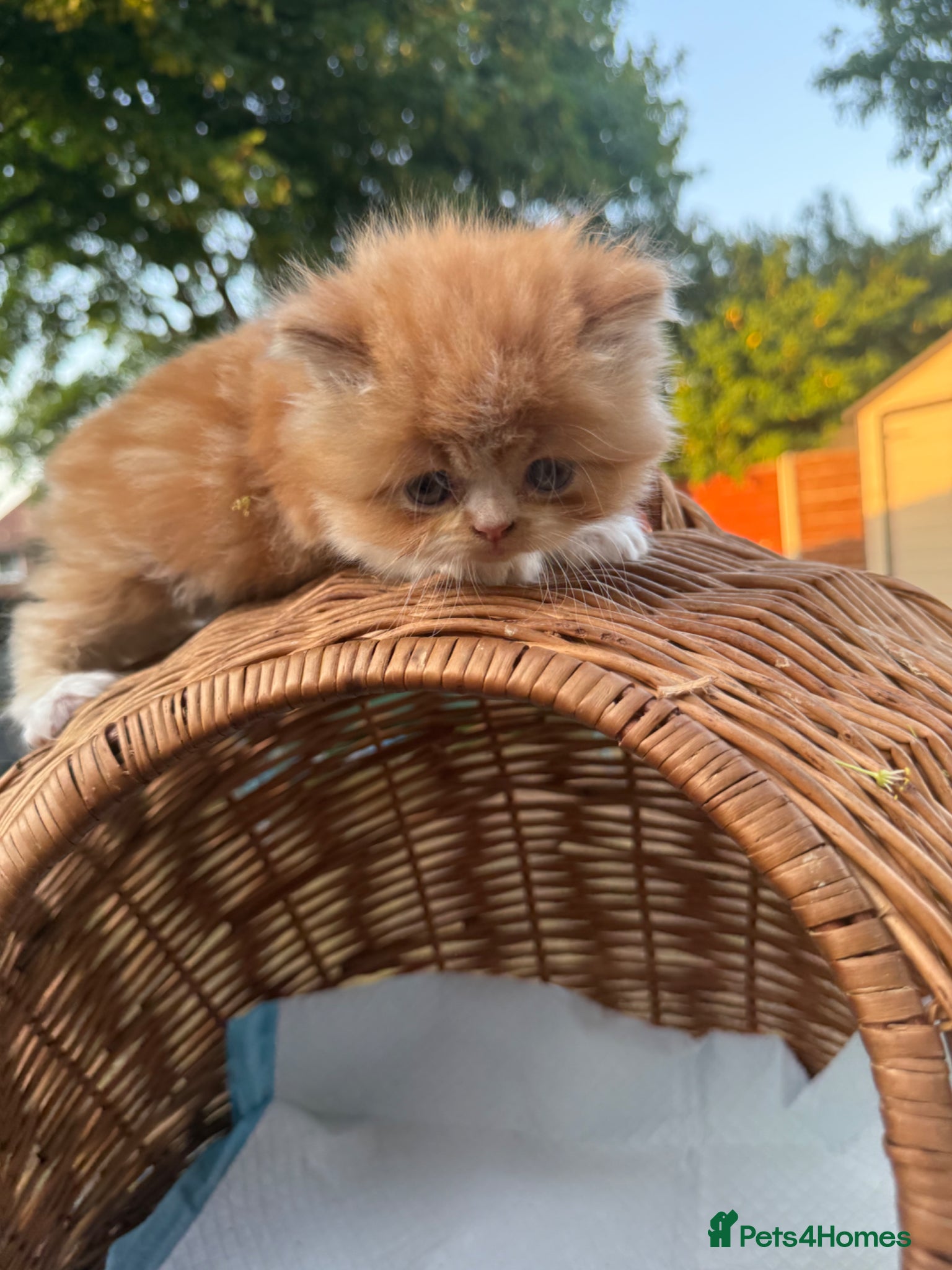 Persian cats Stunning persian kittens  - Advert 2