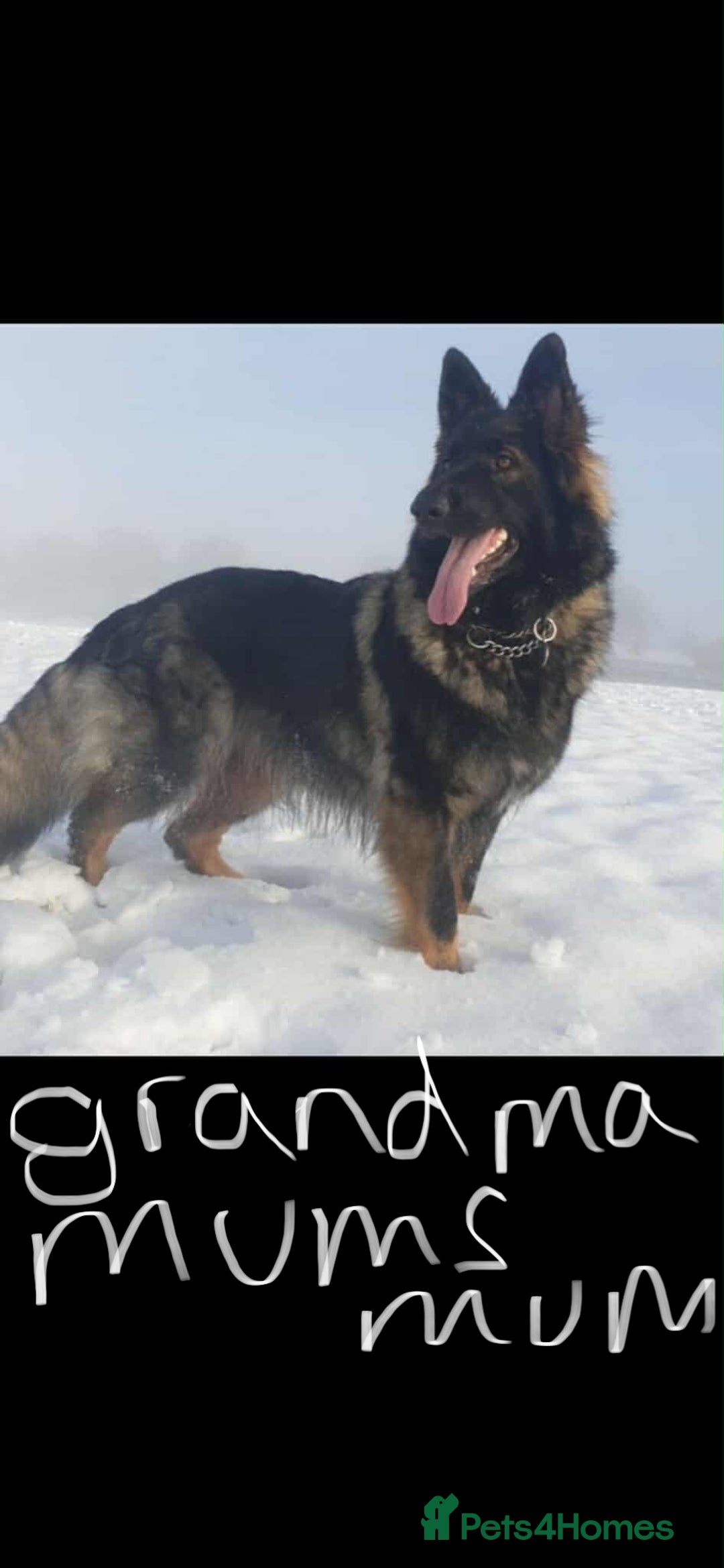 German Shepherd dogs for sale: Long haired German shepherd  - Advert 3