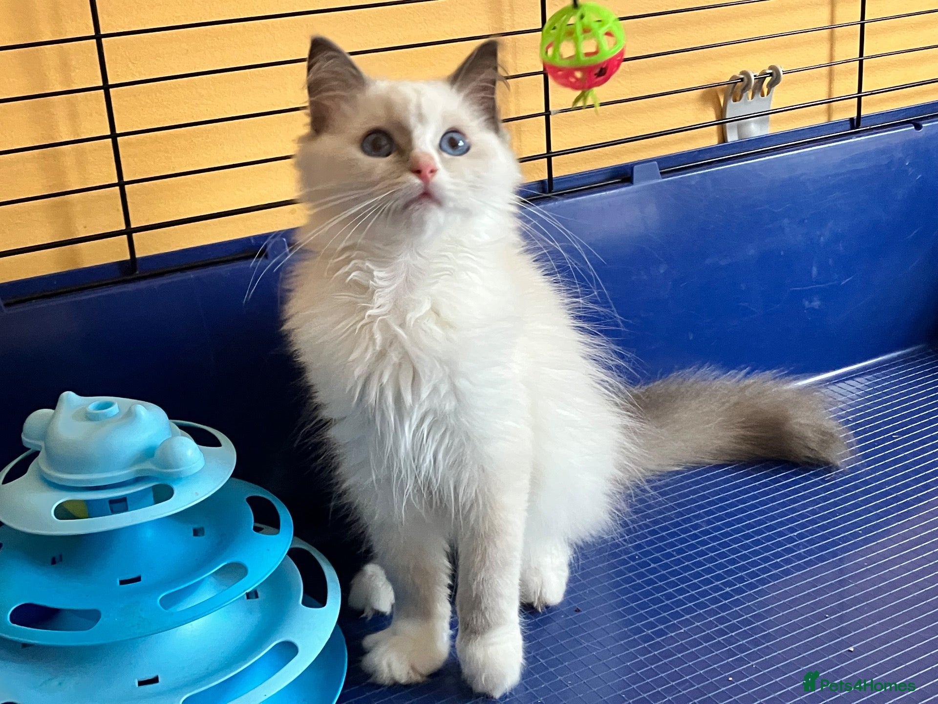 Ragdoll cats GCCF Сhampion Bloodline Ragdoll 5 GenPedigree 🏆🌟 - Advert 20
