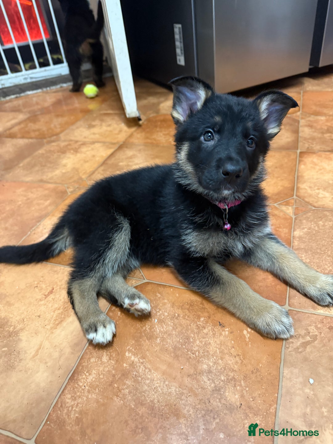 German Shepherd dogs for sale: KC Registered & Bred From Health Tested Parents  - Advert 31