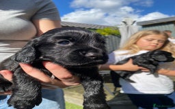 Cocker Spaniel dogs for sale: Beautiful working Cocker spaniel puppies  - Image 5
