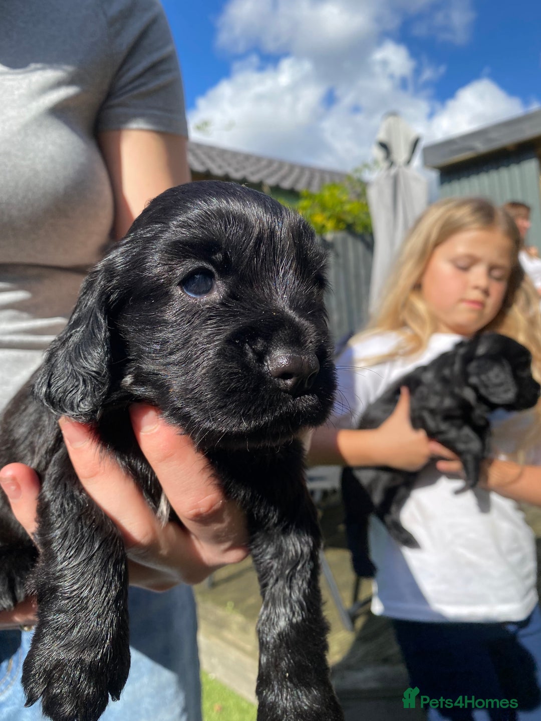 Cocker Spaniel dogs for sale: Beautiful working Cocker spaniel puppies  - Image 5