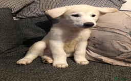 Mixed Breed dogs for sale: READY NOW! Beautiful Japanese Akita Puppies - Image 6