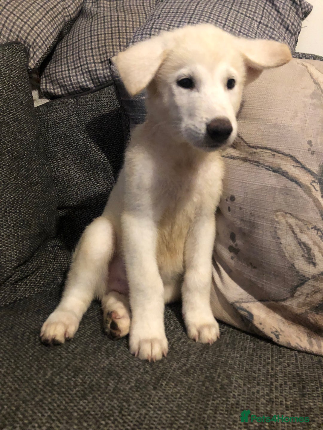 Mixed Breed dogs for sale: READY NOW! Beautiful Japanese Akita Puppies - Image 6