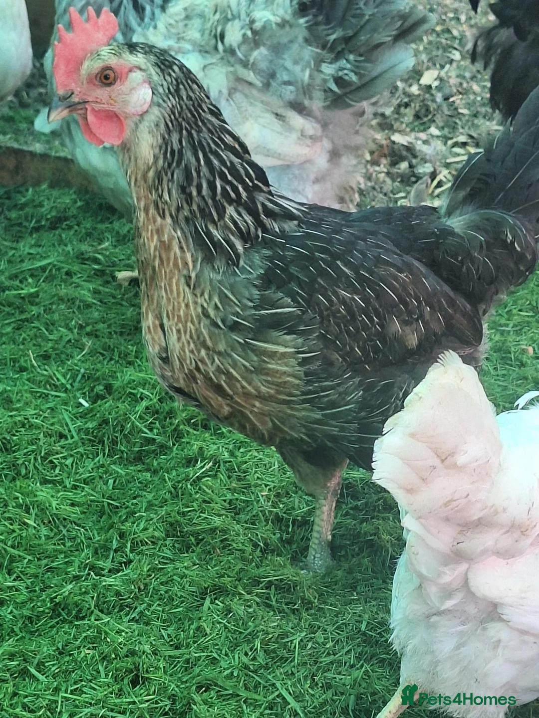 Hens poultry for sale: Free range hens - Advert 2