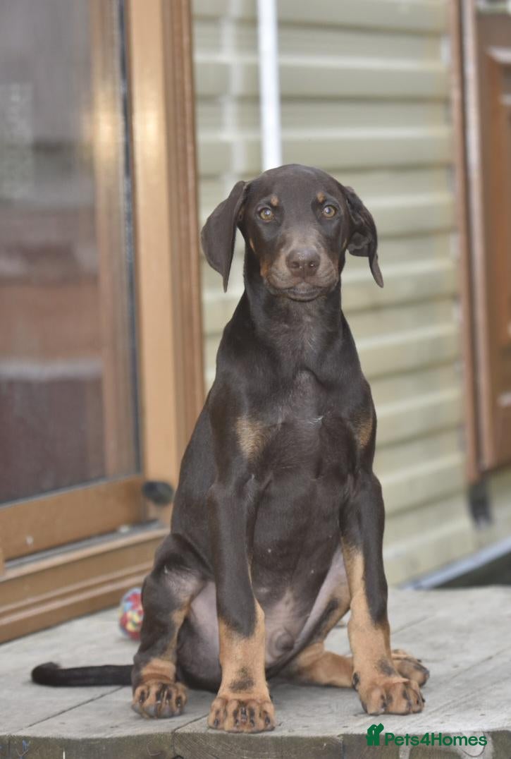 Dobermann dogs Unique hybrid dobermann pups - Advert 5