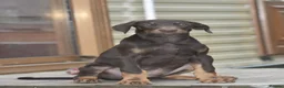 Dobermann dogs for sale: Unique hybrid dobermann pups - Advert 3