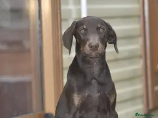 Dobermann dogs Unique hybrid dobermann pups - Advert 5