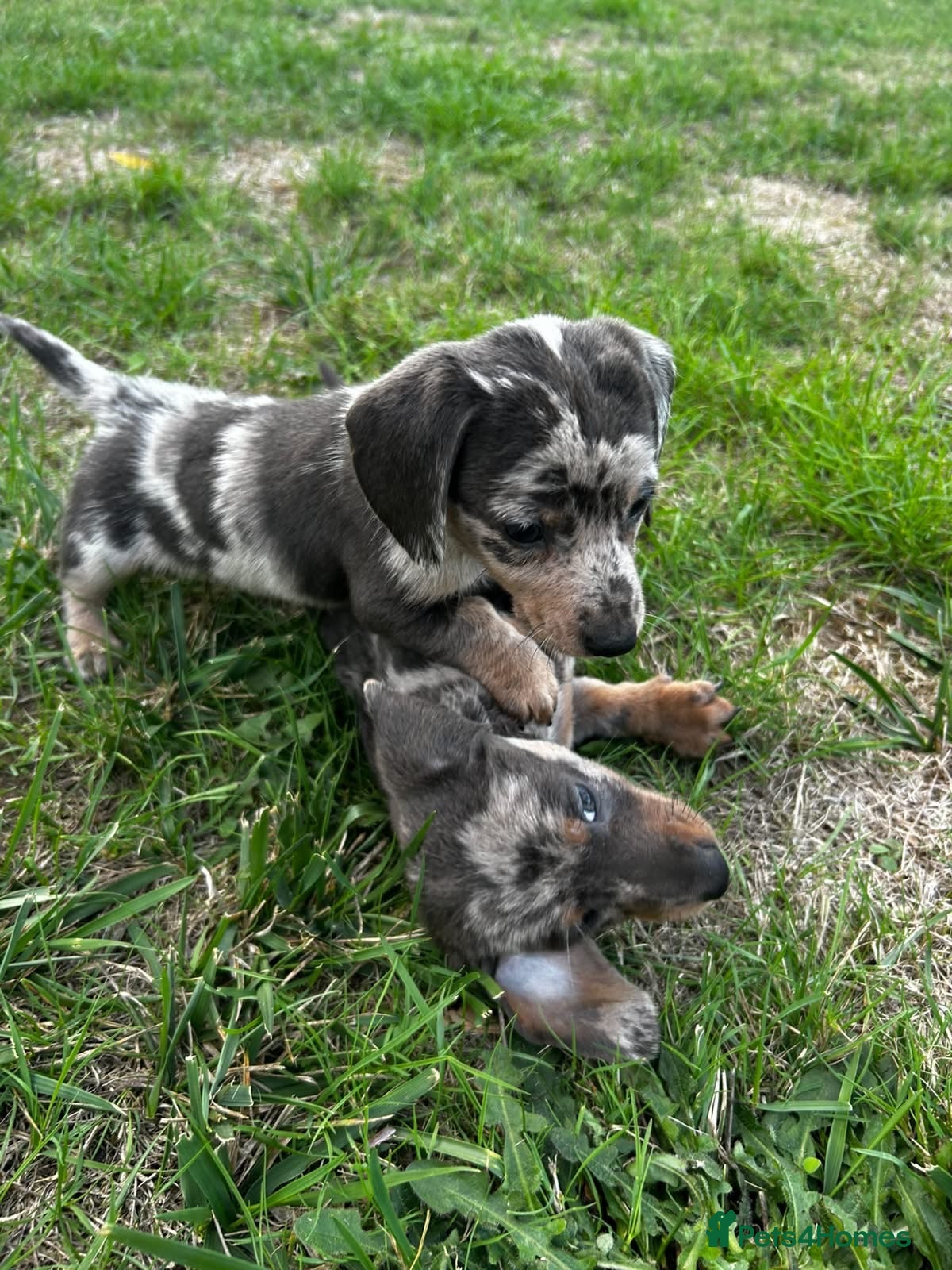 Miniature Dachshund dogs Kaninchen dashound puppies - Advert 18