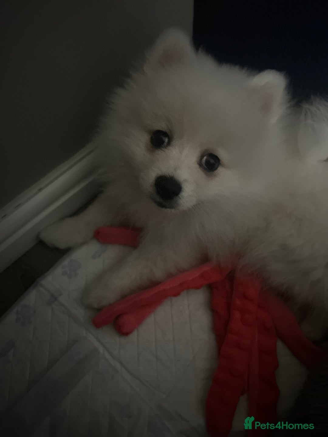 Pomeranian dogs for sale:  Sweet boy Pomeranian - Advert 2