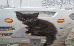 Mixed Breed cats for sale: Kittens - Image 17