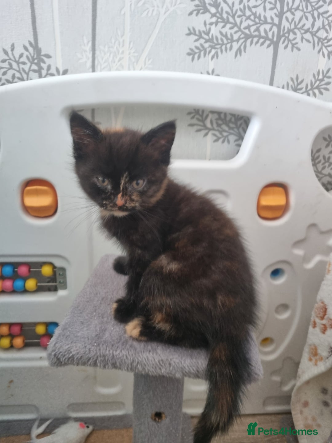 Mixed Breed cats for sale: Kittens - Image 17