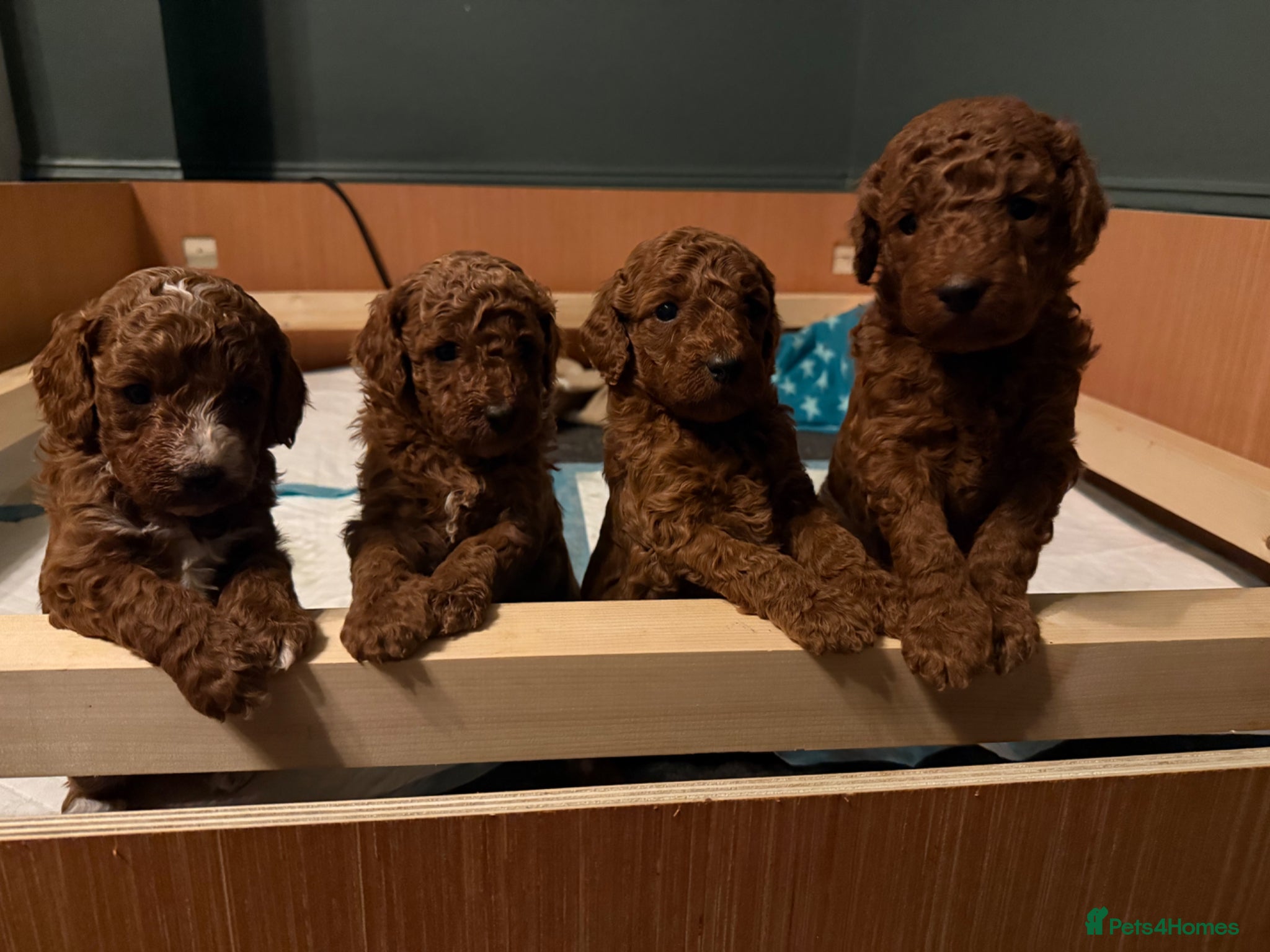 Poodle dogs Red Moyen (medium) poodle puppy for sale - Advert 1