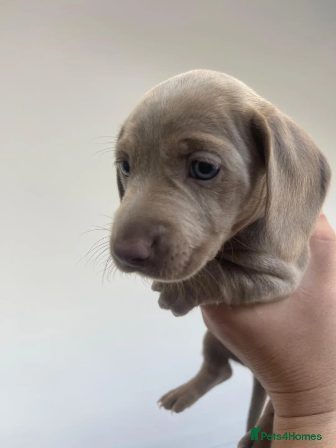 Miniature Dachshund dogs for sale: 2  miniature Dachshund puppies  - Advert 2