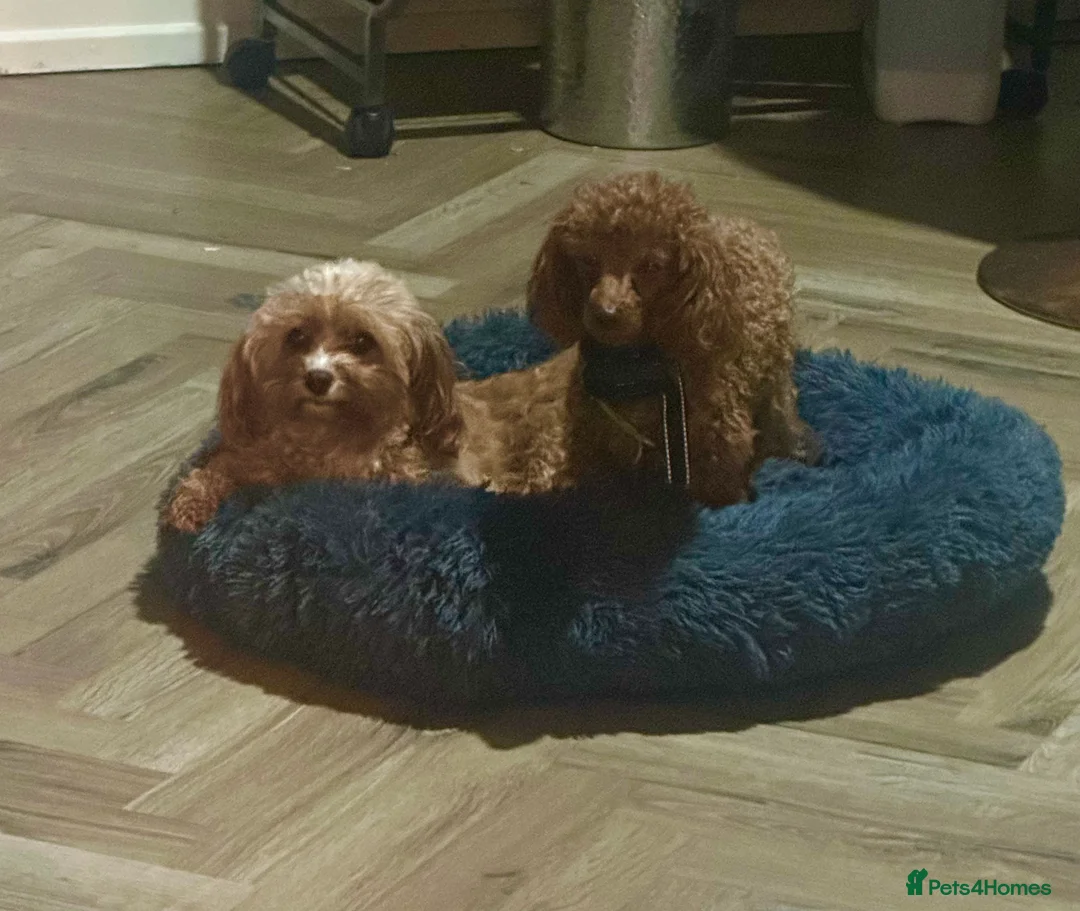 Cavapoo dogs for sale: 🐶Perfect Toy Cavapoos (Health Tested)🐶 - Advert 5