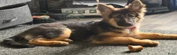 German Shepherd dogs for sale: Female German shepherd Black and Tan  - Advert 1