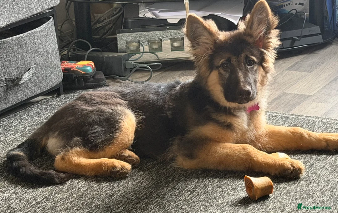 German Shepherd dogs for sale: Female German shepherd Black and Tan  - Advert 1