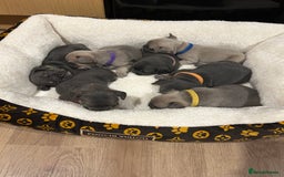 French Bulldog dogs for sale: 5⭐️ french bulldog pups 🐾 - Image 3