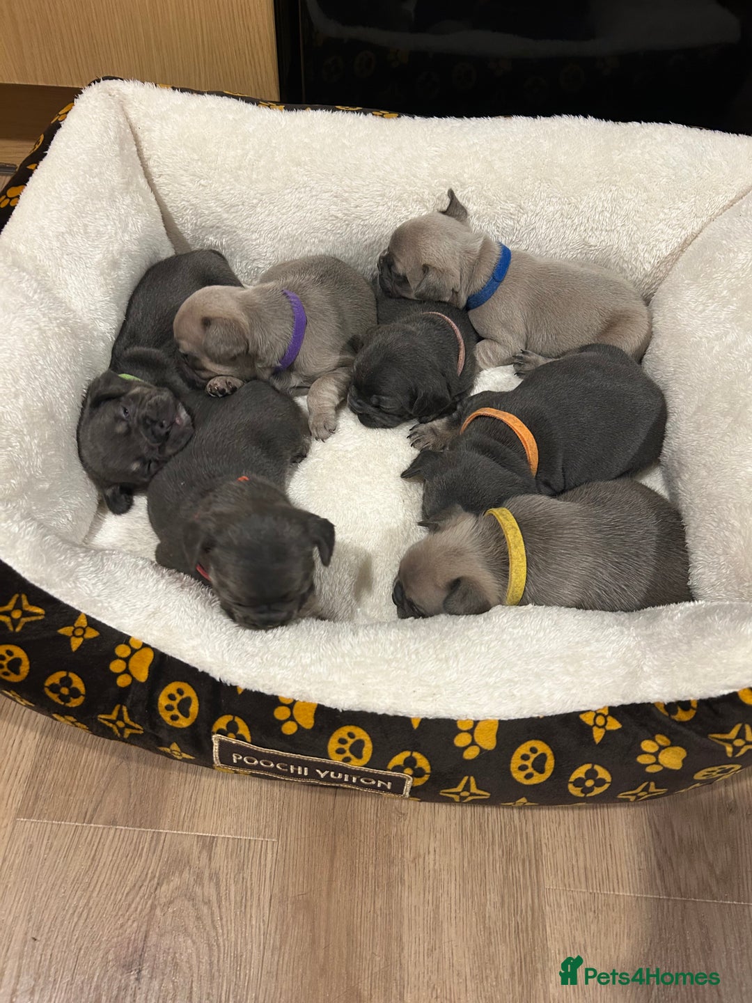 French Bulldog dogs for sale: 5⭐️ french bulldog pups 🐾 - Image 3