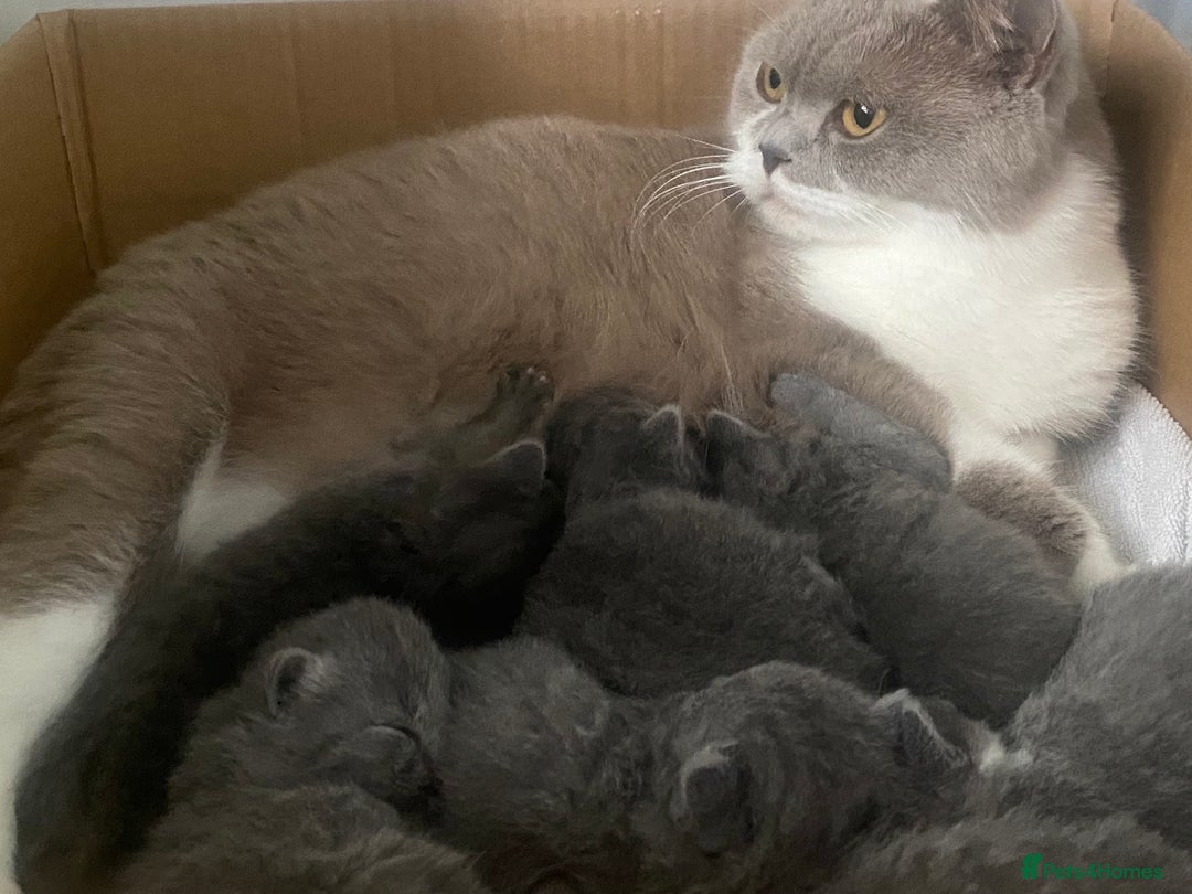 British Shorthair cats for sale: GCCF Registered British Shorthair kittens  - Advert 23