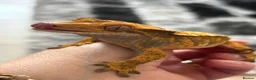 Gecko reptiles for sale: Extreme harlequin pinner - Advert 8