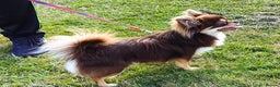 Chihuahua dogs for stud: STUD: Long Coat Chocolate Boy in Aldershot - Advert 16