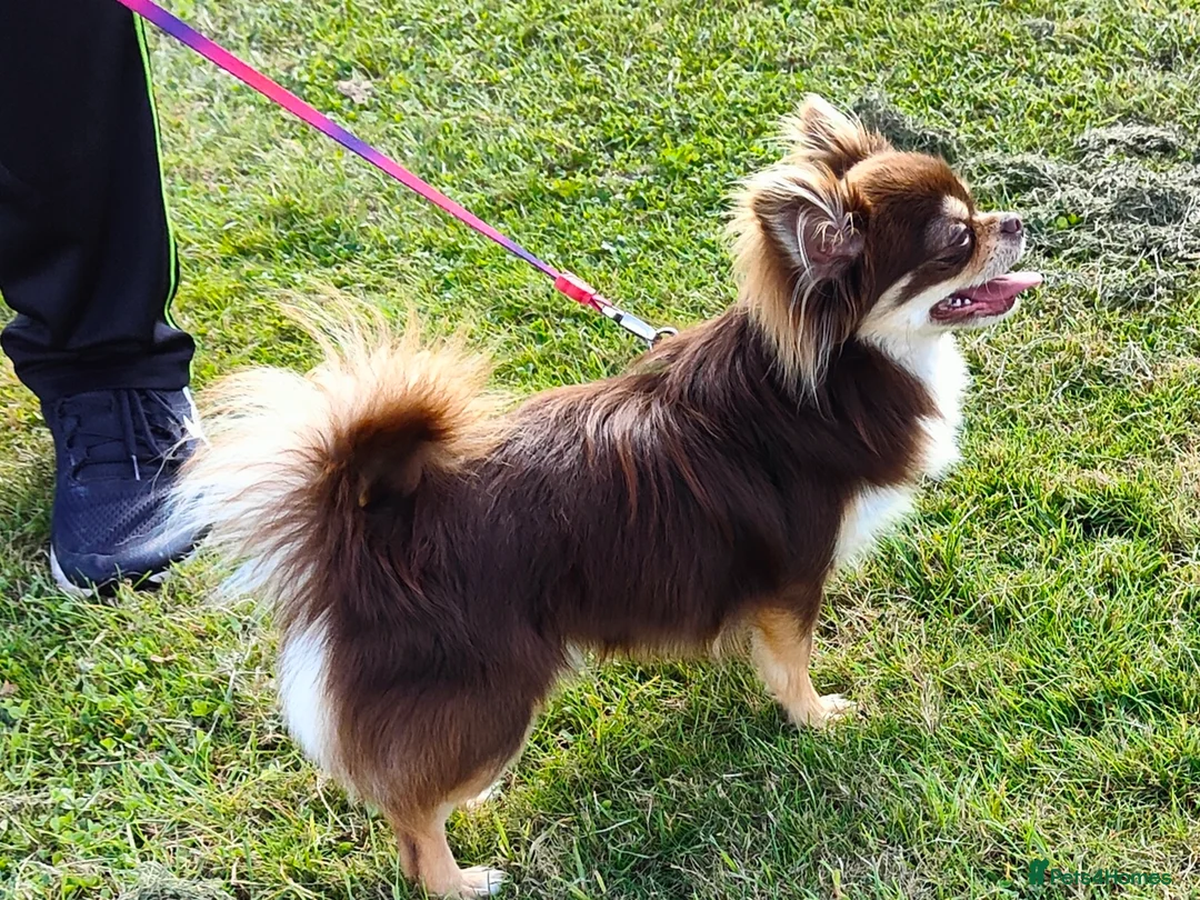 Chihuahua dogs for stud: STUD: Long Coat Chocolate Boy in Aldershot - Advert 16