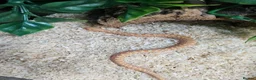 Snake reptiles for sale: Baby Albino hognose  - Advert 2