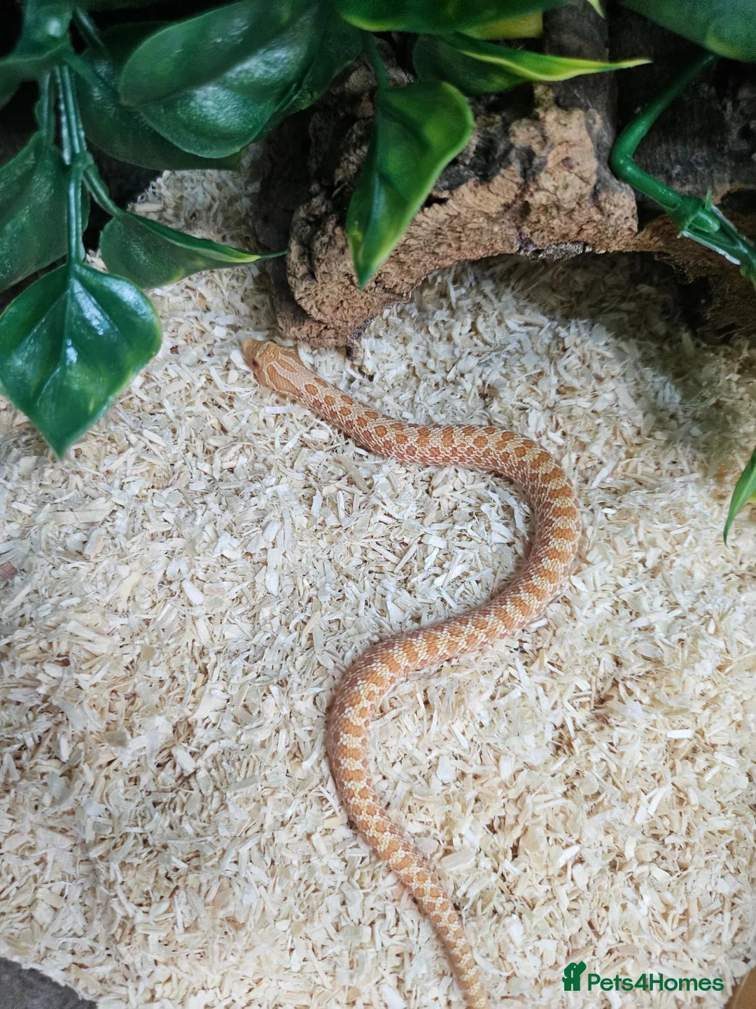 Snake reptiles for sale: Baby Albino hognose  - Advert 2
