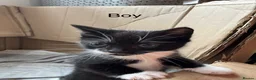 Mixed Breed cats for sale: Two kitten for sale  - Advert 3