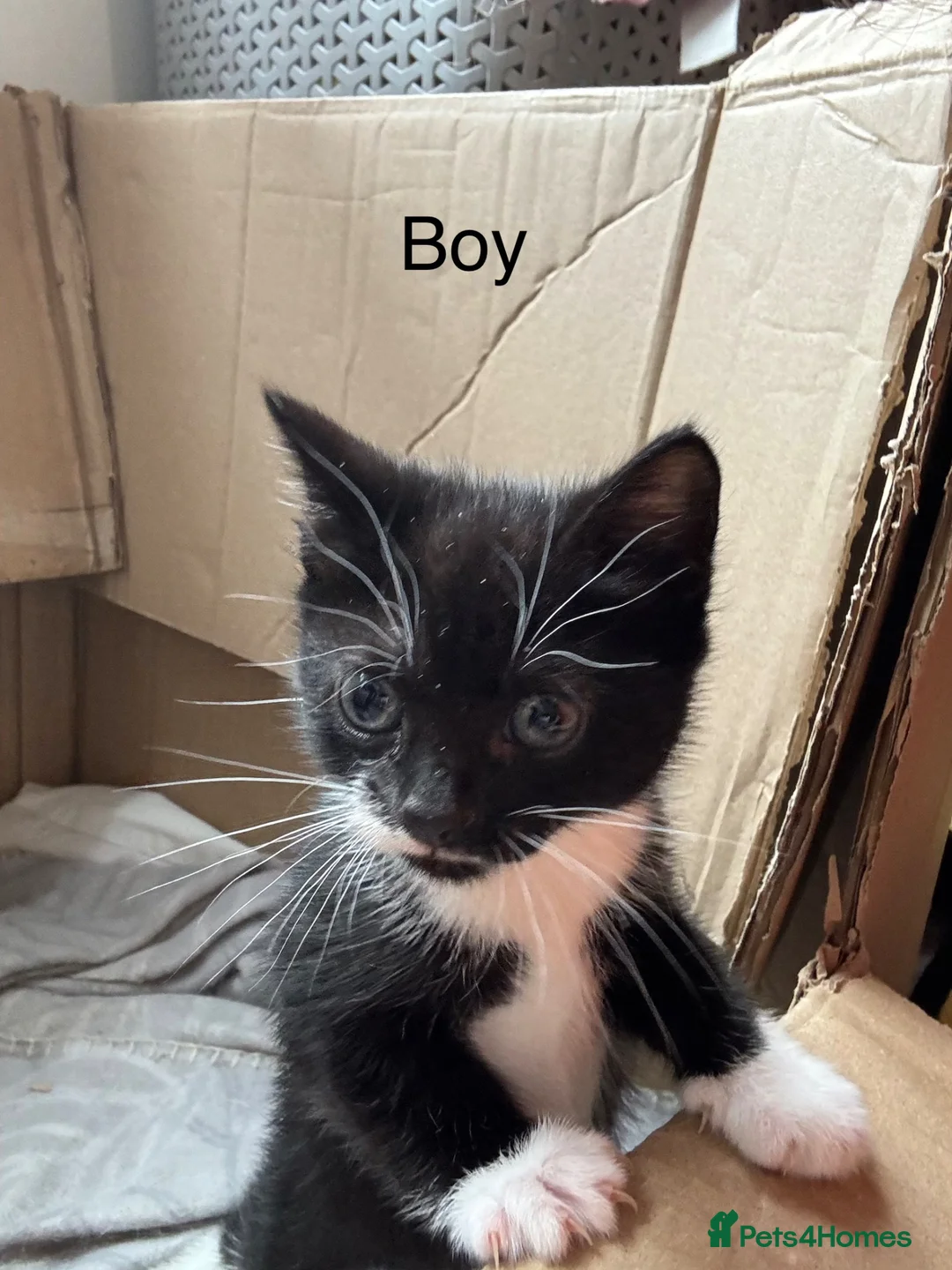 Mixed Breed cats for sale: Two kitten for sale  - Advert 3