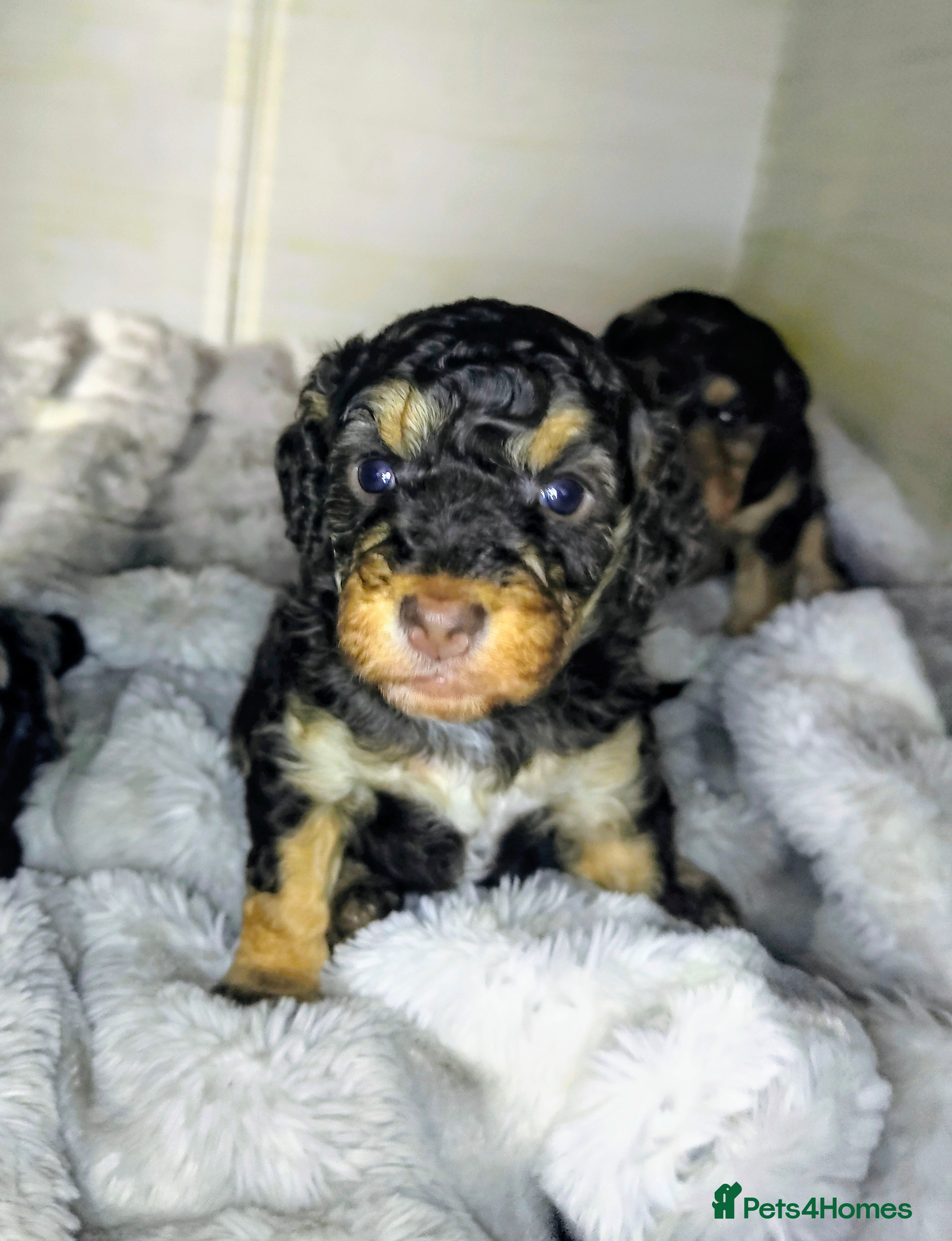 Cockapoo dogs Beautiful F1b toy cockapoos only 2 left - Advert 15