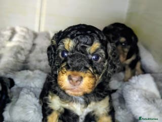 Cockapoo dogs Beautiful F1b toy cockapoos only 2 left - Advert 15