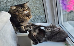 Maine Coon cats for sale: 2 stunning 3/4 Maine Coon boys - Image 13