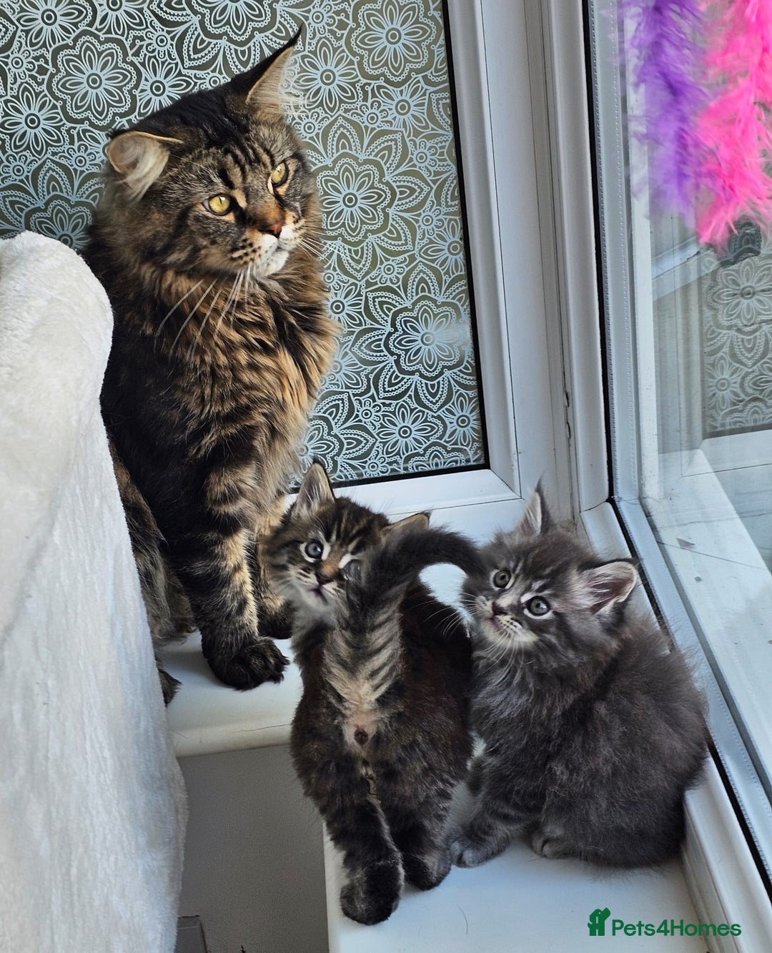 Maine Coon cats for sale: 2 stunning 3/4 Maine Coon boys - Image 13