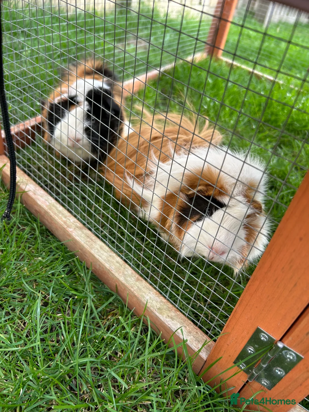 Mixed Breed rabbits for sale: Guinea pigs  - Advert 2