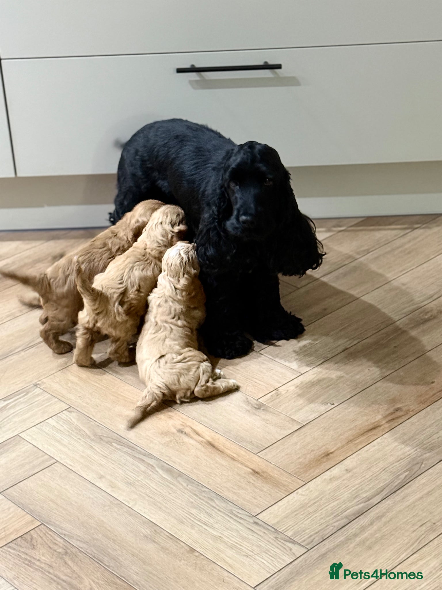 Cockapoo dogs Beautiful F1 cockapoo puppies - Advert 5