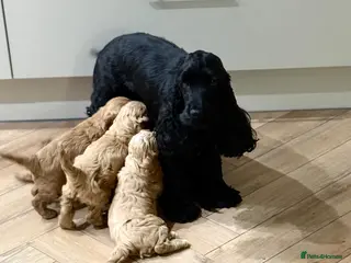 Cockapoo dogs Beautiful F1 cockapoo puppies - Advert 5