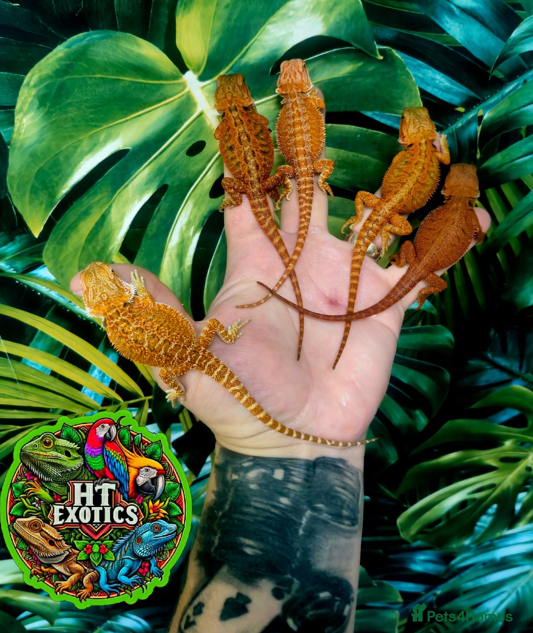 Bearded Dragon reptiles Holdback Release at HT exotics!!  - Advert 1