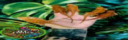 Bearded Dragon reptiles for sale: Holdback Release at HT exotics!!  in Scunthorpe - Advert 1