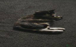 Mixed Breed cats for sale: Kittens for sale  - Image 3