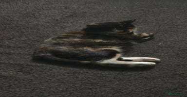 Mixed Breed cats - Advert 3